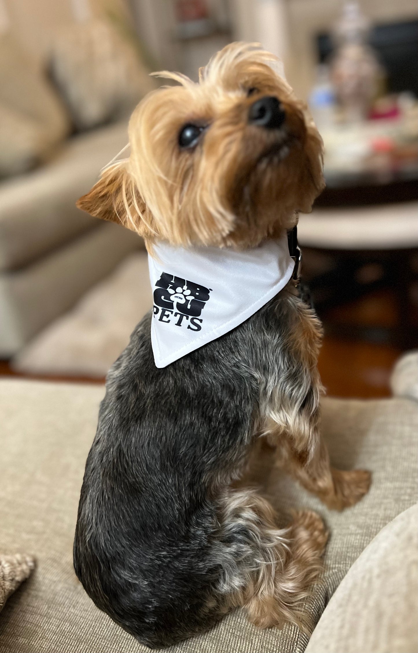HBCU Pets Bandana Collar