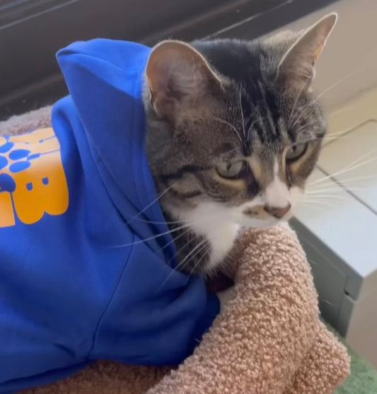 HBCU Pets Branded Hoodie for Pets