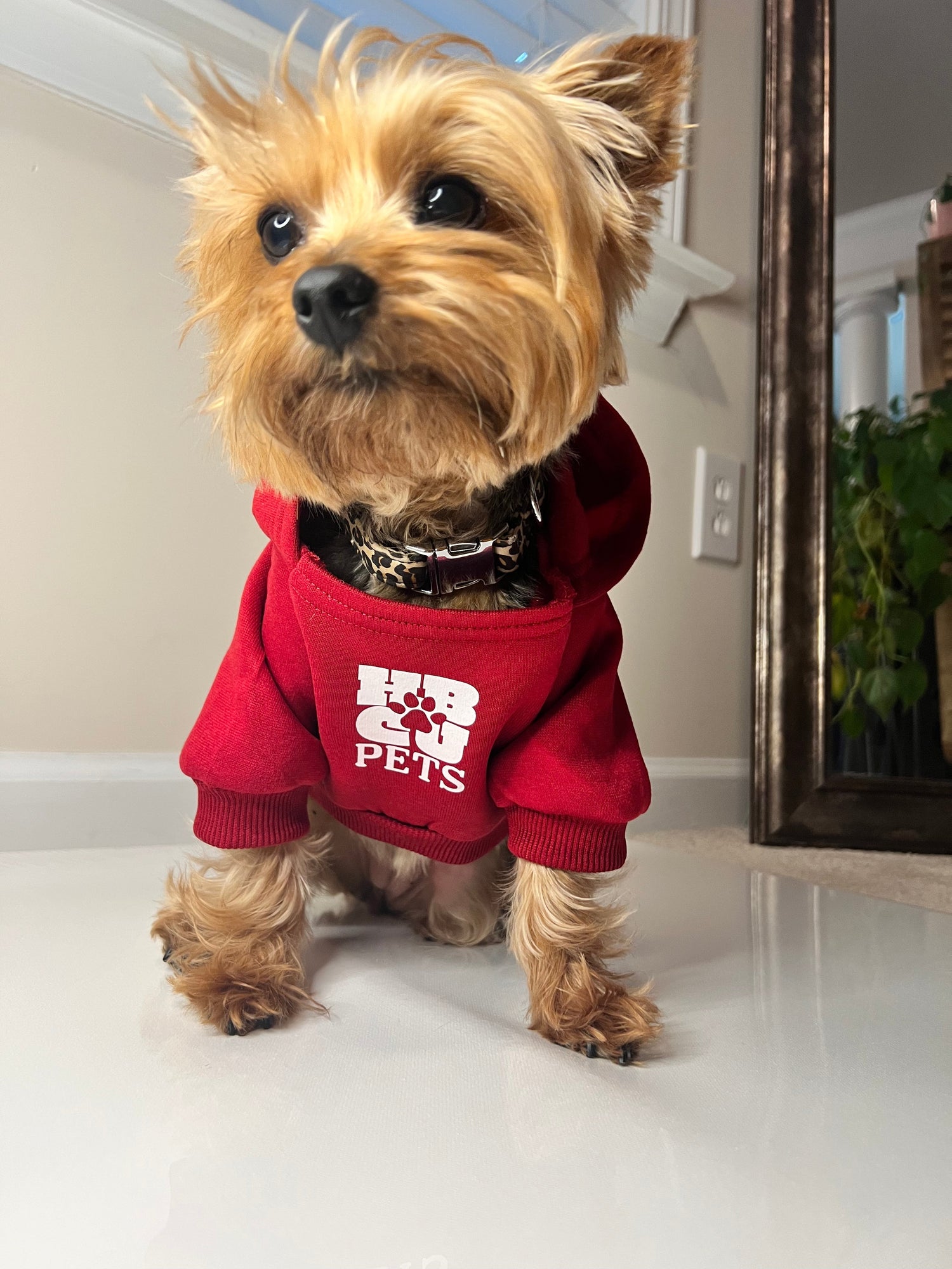 Yorkshire terrier with red HBCU Pets hoodie with white HBCU Pets logo